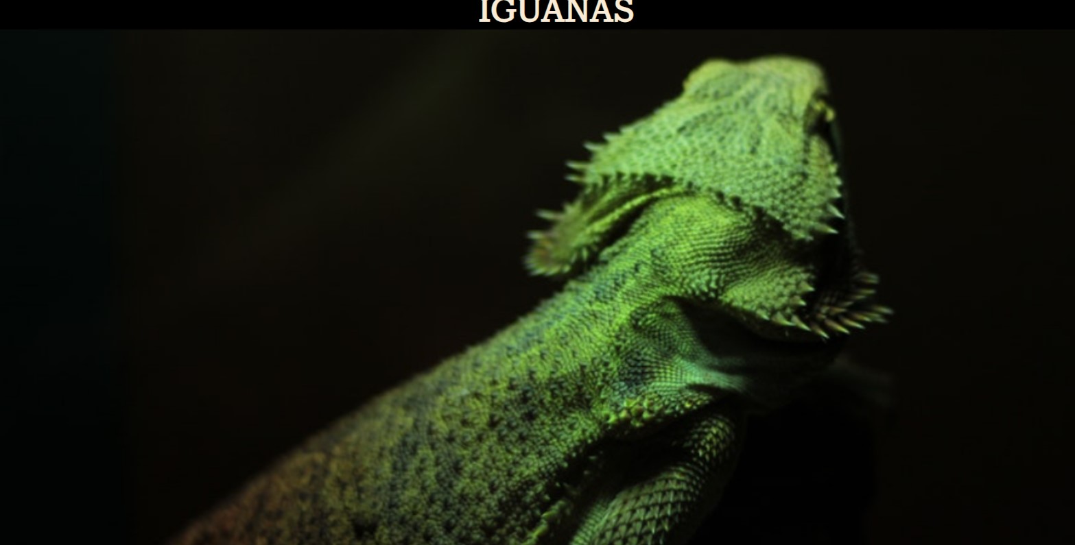 iguana